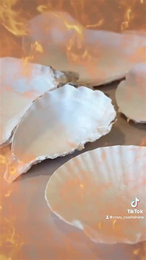 Resin Oyster Shell Ring Dish: Coastal Beach Decor (4-7" Length) - Etsy