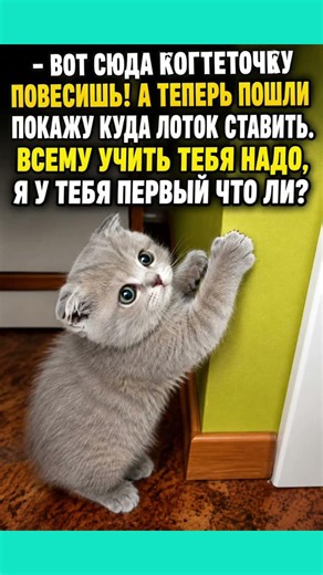 #смех #приколы #юмор #мем #shorts #cat #memes