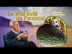 Avocado cultivation: Drug trafficking, ecology, benefits... the truth about this fruit