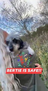 33K views · 943 reactions | We are absolutely delighted to say that BERTIE HAS BEEN FOUND!  | Animal Search UK | Facebook