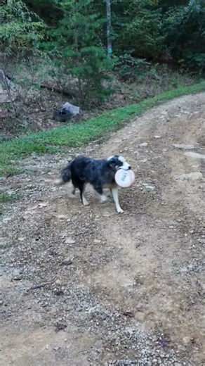 playing Frisbee with Australian Shepard #farming101