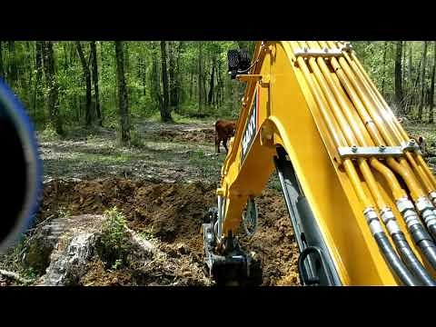 Sany sy60c digging 32 inch white oak stump