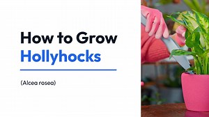 How to Grow Hollyhocks