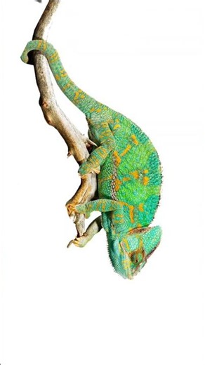 3 Amazing Reptiles Names | Chameleon, Iguana & Lizard | Learn Reptiles Names Fast