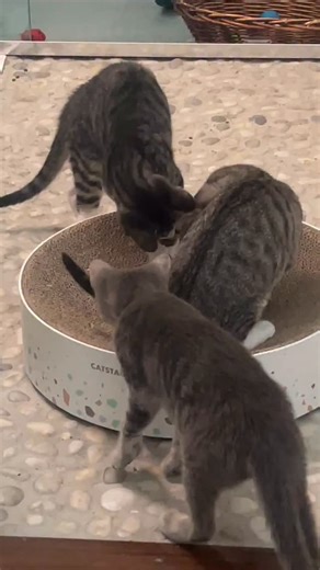 Hemingway figured if he took the spout off the fountain he could have water wherever he wanted… Sorry Hemingway… the fountain is where the water is… ⛲️ #adoptme | Kelly’s Fosters