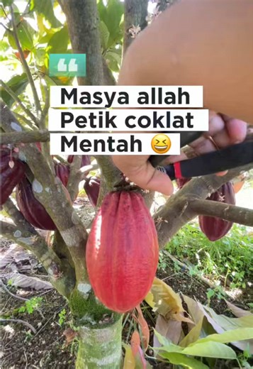 Petik Coklat Mentah: Proses Pembuatan Coklat