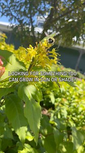 Gardeners, take note: Diervilla is a hardworking native shrub that delivers vivid color season after season when planted in sun OR shade! 🌞🌥️☁️ Vibrant spring growth, yellow summer blooms, and rich fall color—plus it's drought-tolerant and deer-resistant. This amazing shrub is easy to grow, tough to beat. #GardenGoals #Diervilla #PollinatorPlants #NativePlants #NativeGarden #ShadeGarden #PollinatorGarden #PollinatorFriendly #ShadePlants | Great Garden Plants
