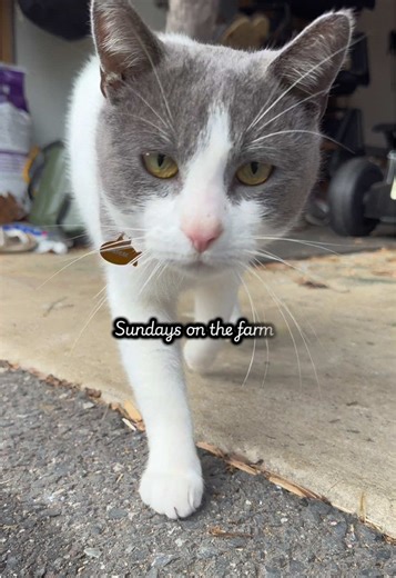 Chill Sunday Vlog: Life on the Farm with Horses