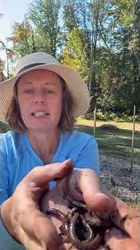 Part 1: Jumping worms 🪱 Invasive 🪱 consumer mass quantities of vegetation 🪱 destroy soil