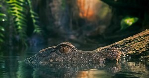 Crocodile Leather - The Truth Behind The Worlds Most Expensive Material | Watson & Wolfe