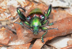 Frog Legged Beetle