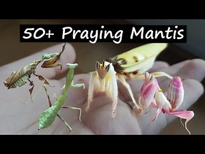 All My Praying Mantis, AGAIN!