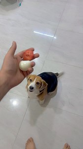 Bella🐶 - The Vegetarian Beagle Dog !!🥕😂 | Hetan Vlogz