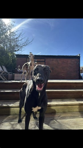 Embracing the Dog Life with Lurchers