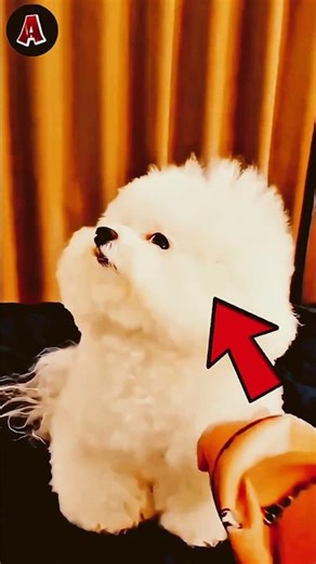 Este Cutie Está Muy Enojado 😄