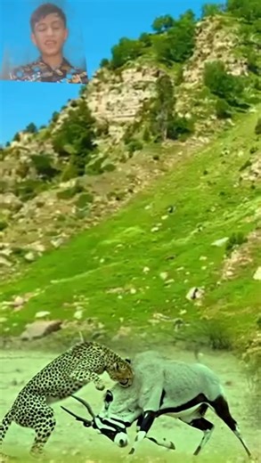 Deer With Biggest Cheetah Cats Shorts #amazinganimalsanimalkingdom