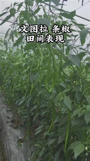 文图拉已经采摘9茬，单次单株采摘可达1斤以上