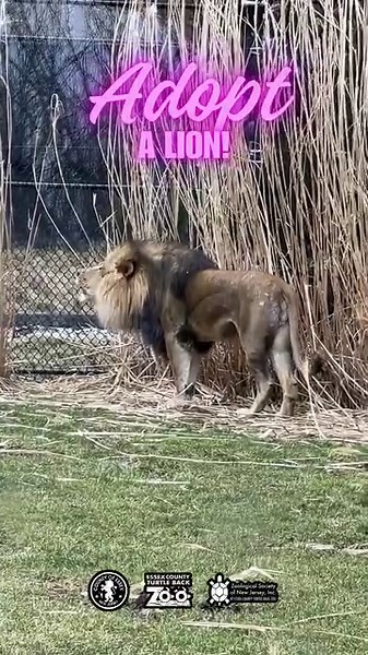 Have a roaring spring! 🦁 Symbolically adopt a lion through our Guardian of Wildlife program! Visit https://bit.ly/3DYdCVe to learn more | Turtle Back Zoo