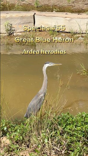 Species #55: Great Blue Heron (Ardea herodias)