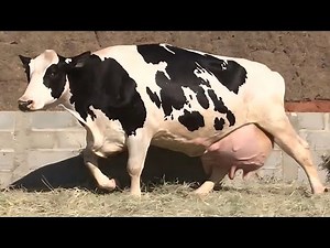 World's No 1 Highly Milking Biggest Udder Hf Cow Full Documentary Video || High Milk Production Cow