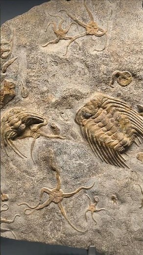✨ ANCIENT Seas 400 Million-Years-Old 🐚 TRILOBITES & ECHINODERMS REVEAL #Fossil
