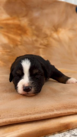 Our daughter Crystal has been here this week visiting from Utah. ❤️ She has been the one taking videos and pictures of me in action. Here’s a video she took today at puppy picture time. 🥹 | Blue Springs Aussies
