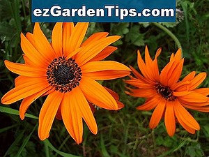 Plantas Anthophyta 🌱 Tips Jardineros - Es.ezGardenTips.com