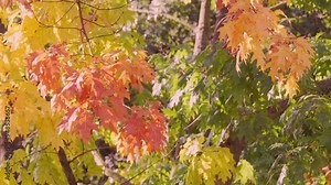 early autumn, red, orange, crimson foliage, leaves of marsh oak, Quercus palustris in garden, tree branches sway in background, autumn season, nature protection, concept of weather