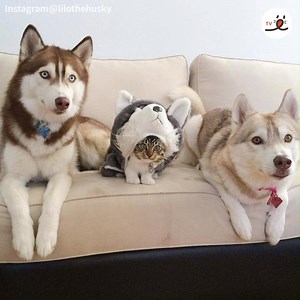 4.2M views · 153K reactions | The cat that became a Siberian Husky | PECO | Facebook