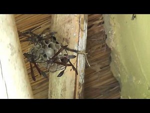 Wasps in africa, Wespen in Afrika