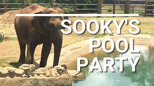 10K views · 329 reactions | Sooky is a pro at celebrating in the summer. Pool party ✔️ Popsicles ✔️ Happy 47th birthday, Sooky! | Tulsa Zoo | Facebook