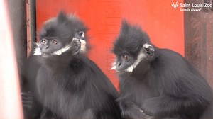 Take a trip down canopy lane with this short video of Michael and Quirsis Riney Primate Canopy Trails! Begin this virtual journey with Deshi, the male Francois langur that lives at the Zoo. If you have visited this habitat recently, you have likely seen Deshi jumping, hopping and climbing around his habitat. Male langurs are in charge of protecting their families, and Deshi likes to check his surroundings to make sure his family is safe. The next scene shows the two female Francois langurs, Doll