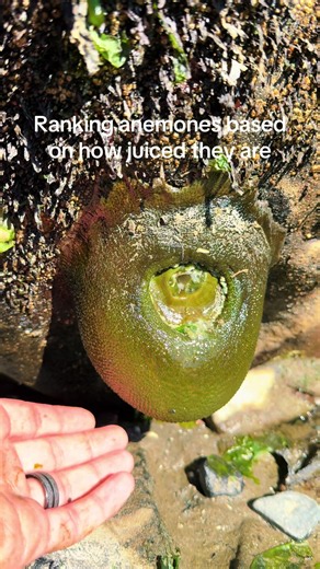 Ranking anemones by how juicy and dense they are