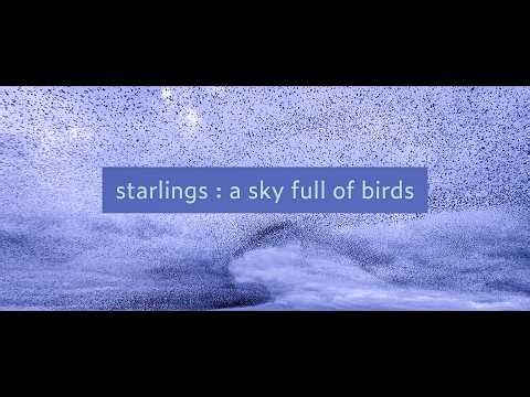Starlings : a sky full of birds [unusual murmuration]