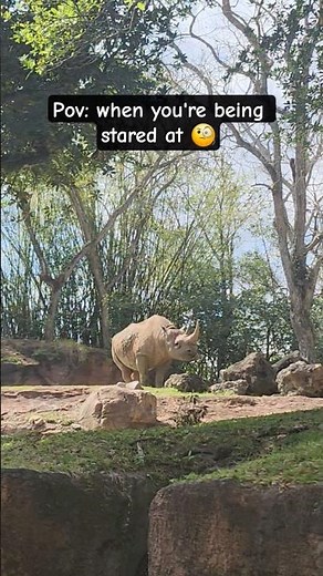 What do rhinos eat? #rhinoceros #rhino #rhinos #rhinocerosfacts #wildlife #zoo #zootopia #animals