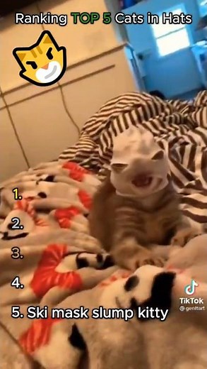 Ranking the FUNNIEST cats in hats!