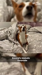 Basenji's Melodious Howl | A Heartwarming Moment!