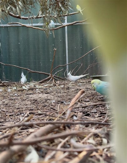 12K views · 796 reactions | WE'RE ALIVE  (video-wise) The waddle...