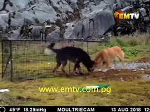 New Guinea Singing Dogs