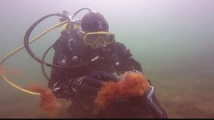 Invasive seaweed alters marine habitat