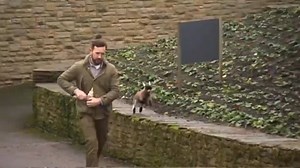 1.2M views · 16K shares | This video will make you want to adopt a goat. | Back to Nature | Facebook