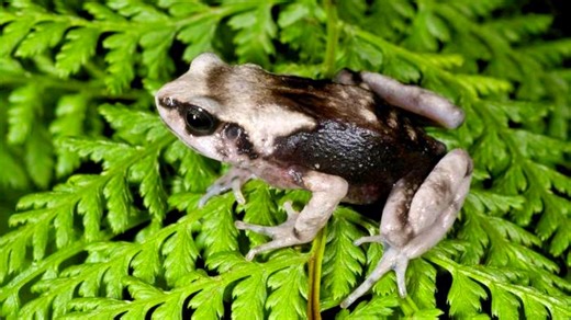 Scientists baffled as three toad species defy evolution to give live births