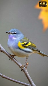 4.4K views · 314 reactions | This cinematic clip is a short, focused...