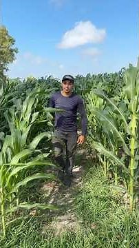 Pendulum fertilization of corn, VT phase, via fertigation. #farmlife #farm #corn #irrigation