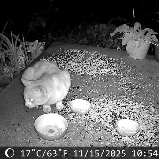 Orange Cat Stops By On Sunday! 😻