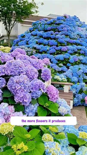 Hydrangea – fairy tale beauty with vibrant clusters of flowers | SRK