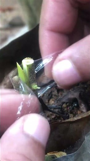 Best Avocado Grafting Method EP268