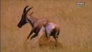 8.4K views · 90 reactions | Hyenas attack and eat deer | Baby Animals TV | Facebook