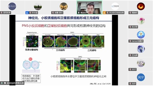 20250416-深圳先进技术研究院吴志生-The Microglial Lineage: Present and Future