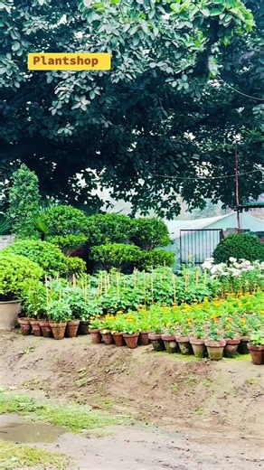Explore Unique Plants at Our Plant Shop